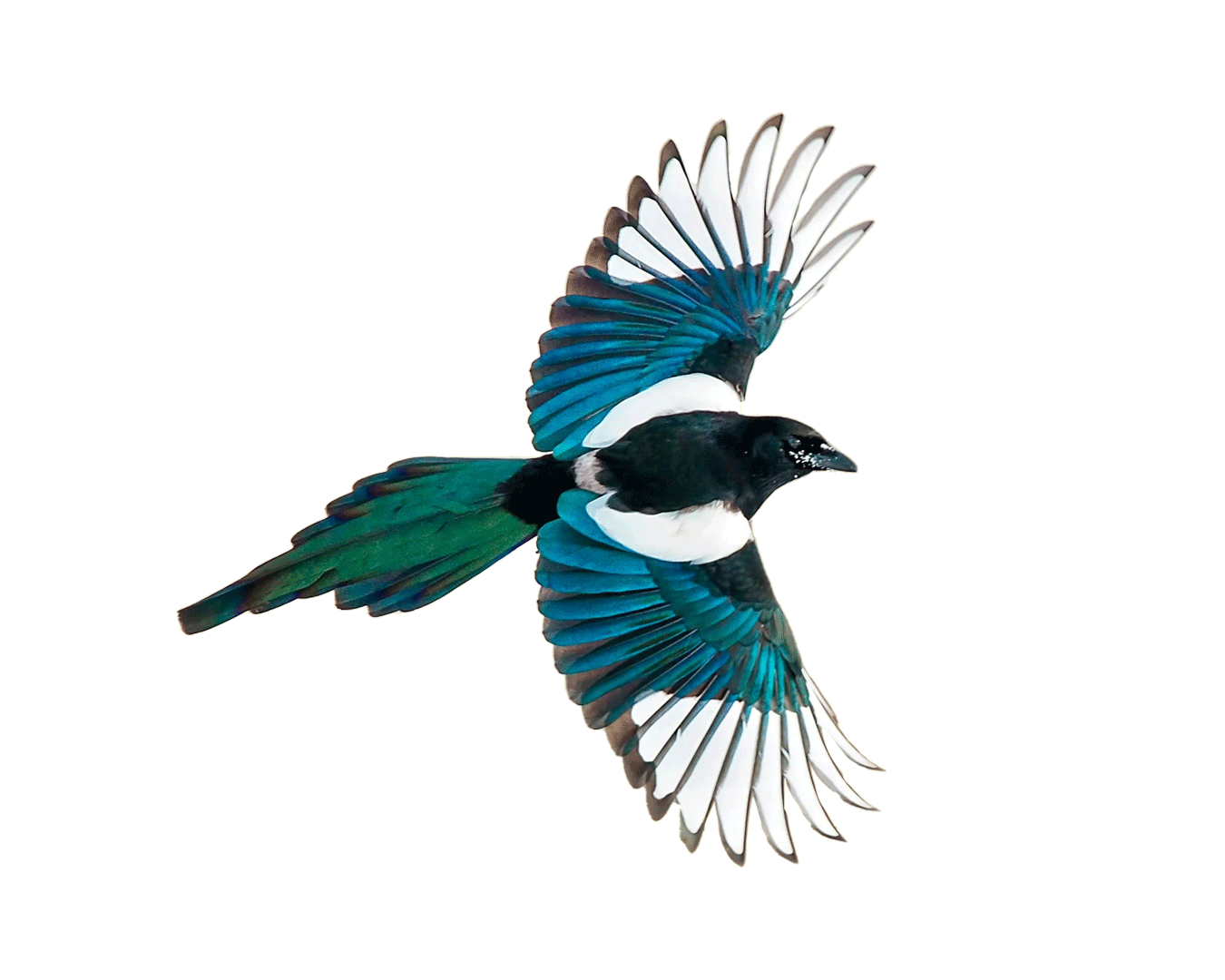 Logo-Evolution_Transparent Background.gif
