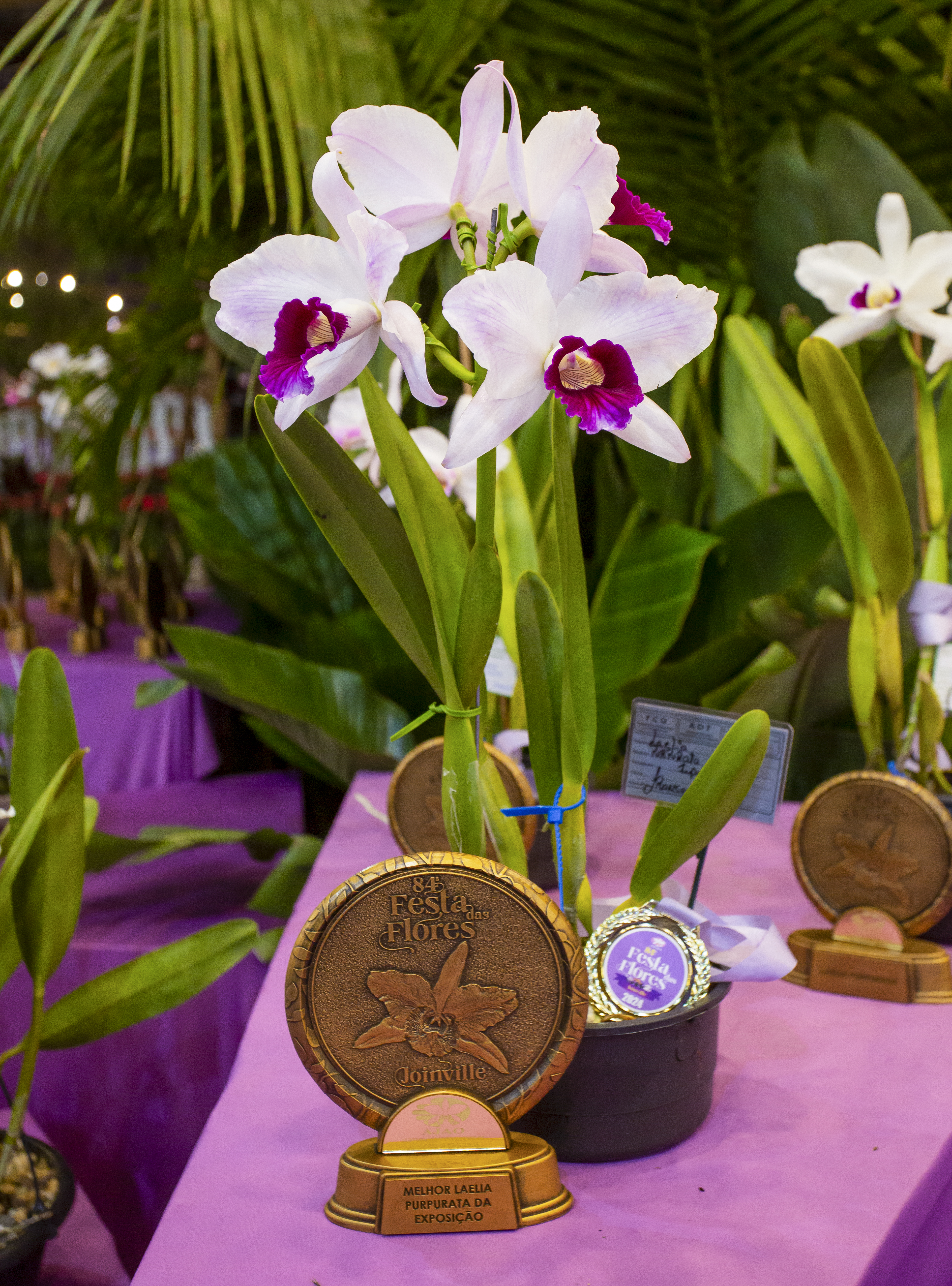 Concurso de Orquideas.jpg