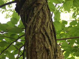 Python Vine