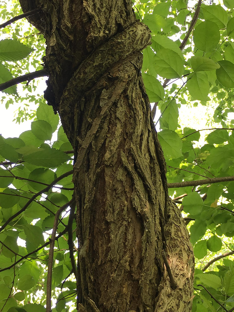 Python Vine