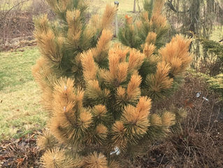 Marginally Zone Hardy