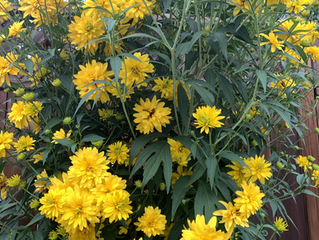 Rudbeckia laciniata 'Hortensia'