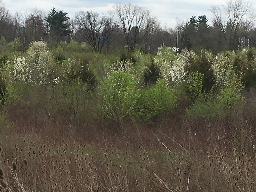 This field along an interstate is in the process of succeeding back to forest, except the succession has been changed in recent years due to the invasive nature of exotic invasives. The species in featured in the photo are the usual suspect: ornamental (gallery) pear with white flowers, teasel (fore ground) s