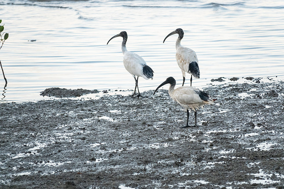 White Ibises