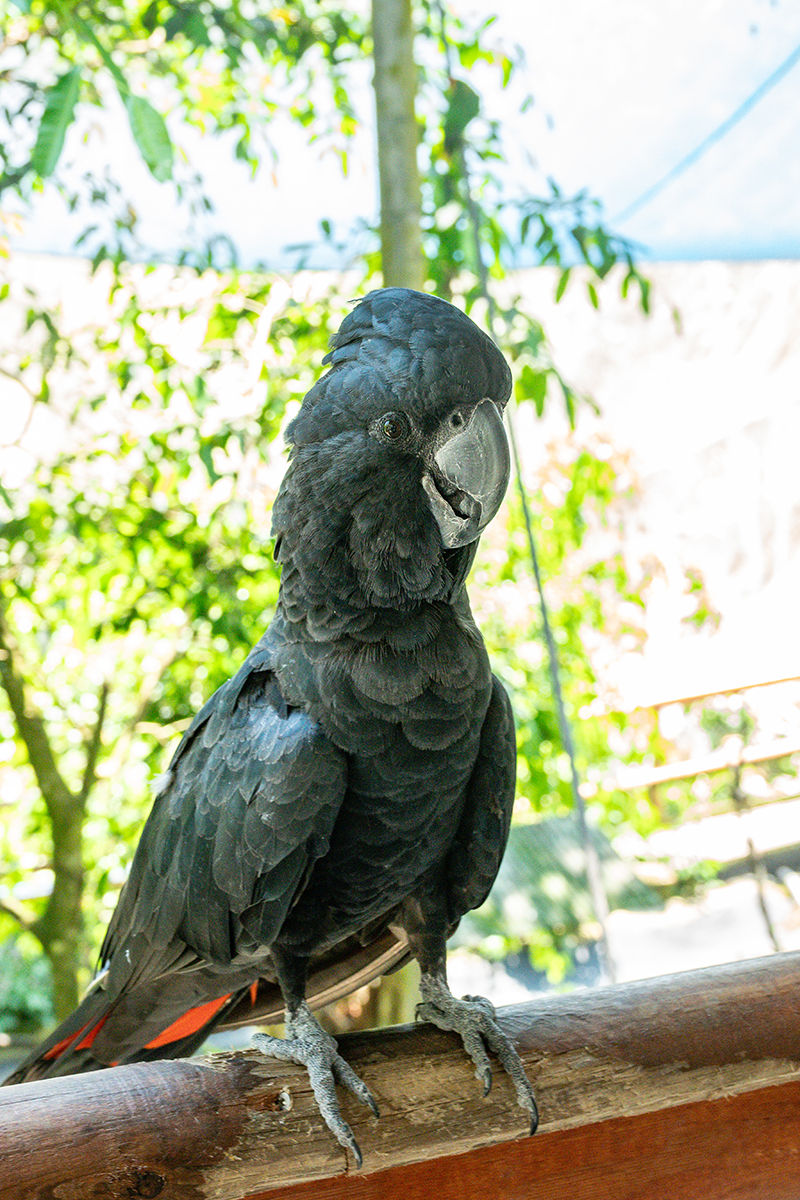 Red‑tailed Black Cockatoo