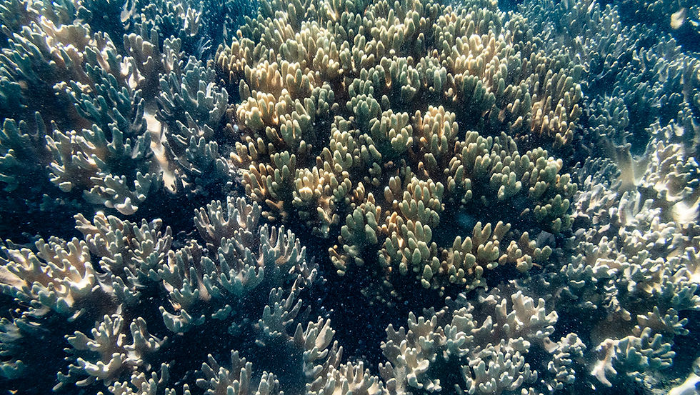 Splendid coral
