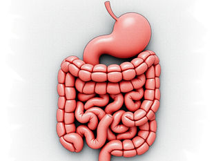 The Link Between Gut Health and Hair Loss