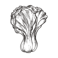alface