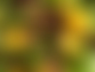 Mango & Cherry Wasabi Salad