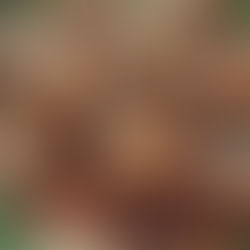 Sweet Potato Brownie Bites