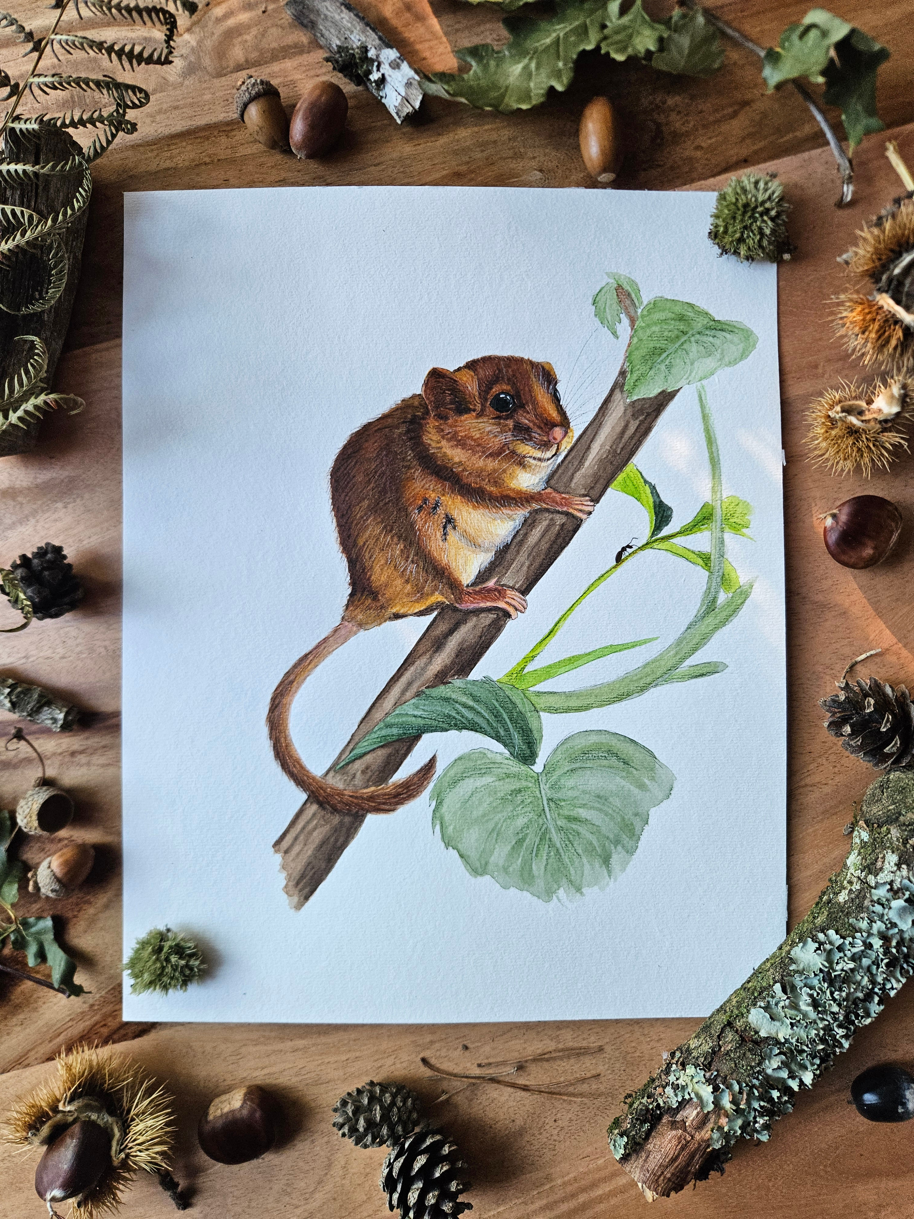 Muscardin - Original A4