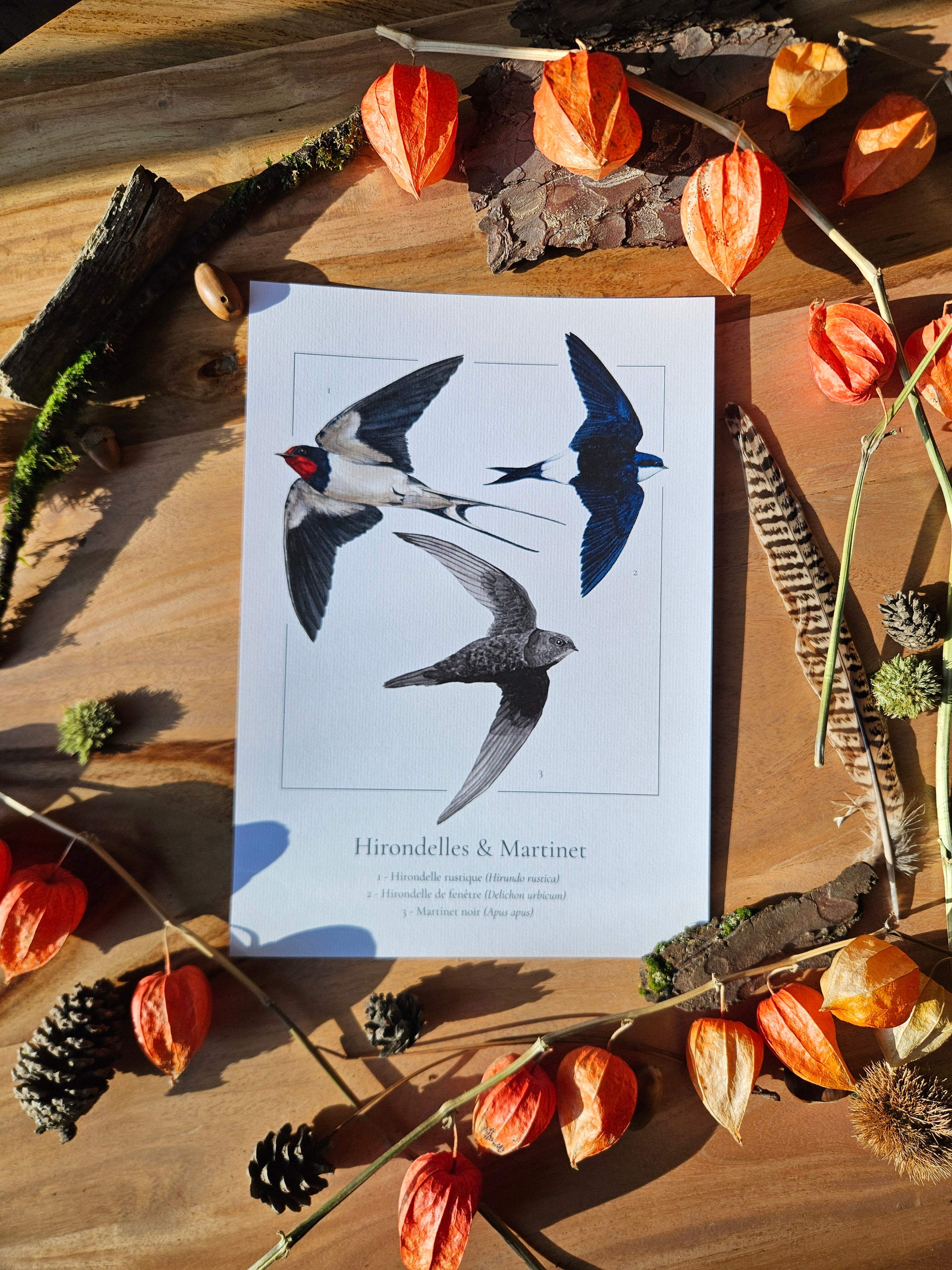 Hirondelles et Martinet - Affiche A4