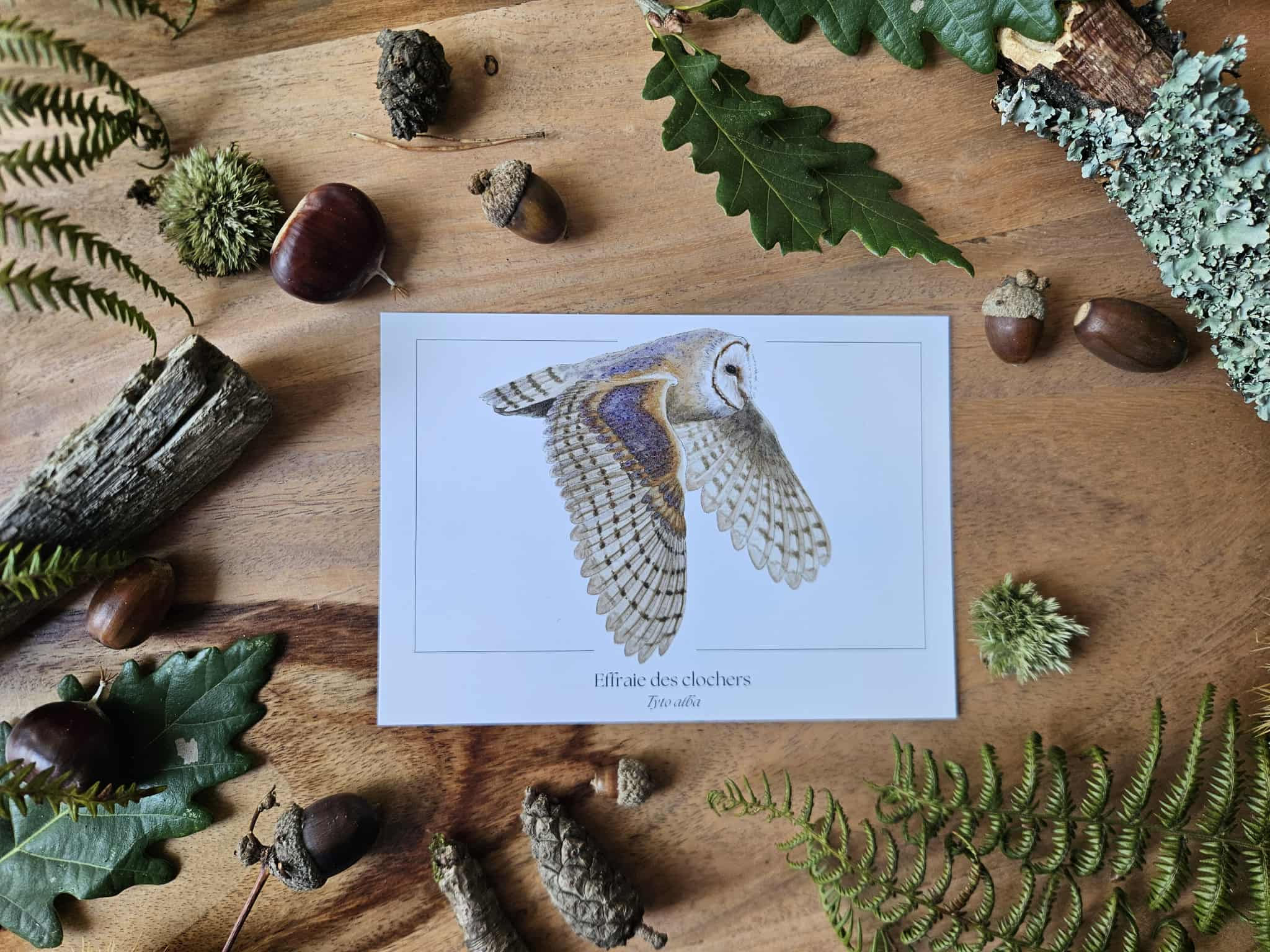 Effraie des clochers - Carte postale