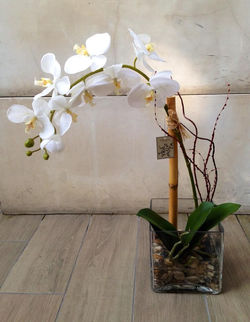 Orquidea blanca con varas de curly.