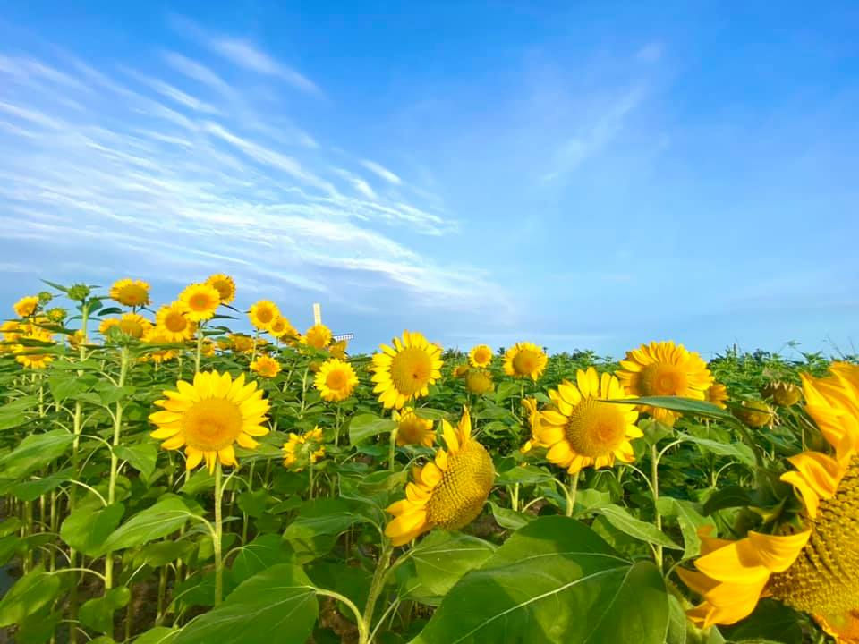 ree