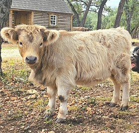 20261003_133403_edited.jpg
