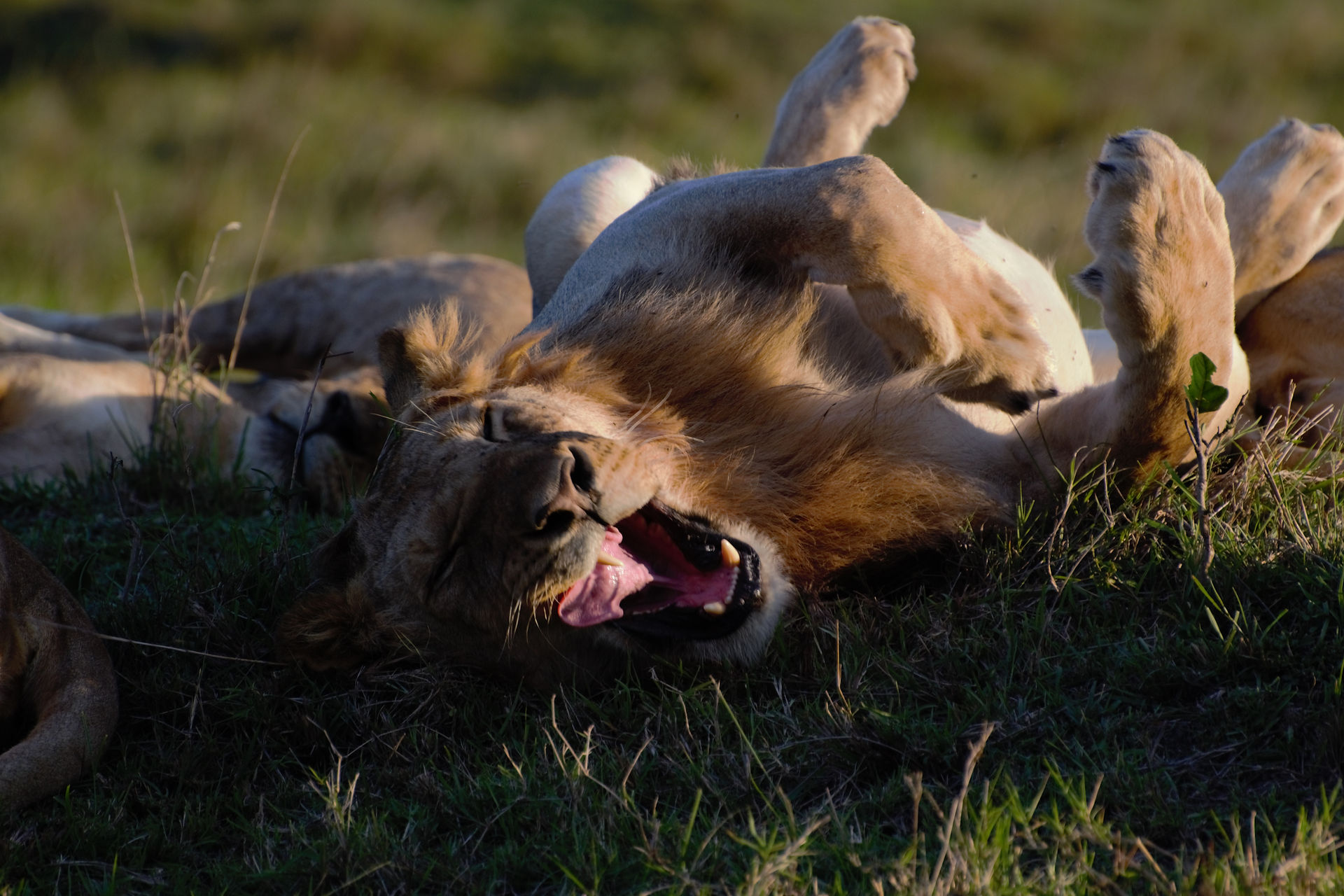 Après une nuit de chasse