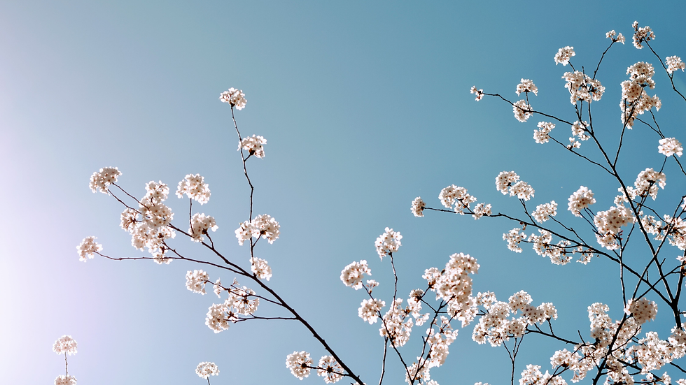 Cherry blossoms muted behind text