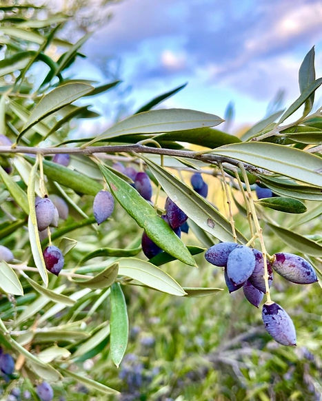 olive blau1_edited.jpg