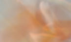 Personal Branding Fotografie-Webdesign-Schwyz