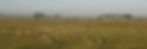 Herds of Thompson gazelle and zebra on the classic East African savanna grassland plains of Maasai land, Tanzania.
