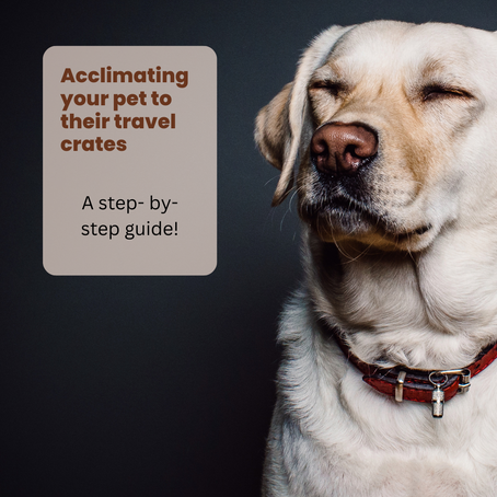 Crate Acclimation: Acclimating your pet to their travel crates