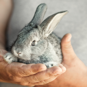 How to enrich your rabbit’s life after lockdown