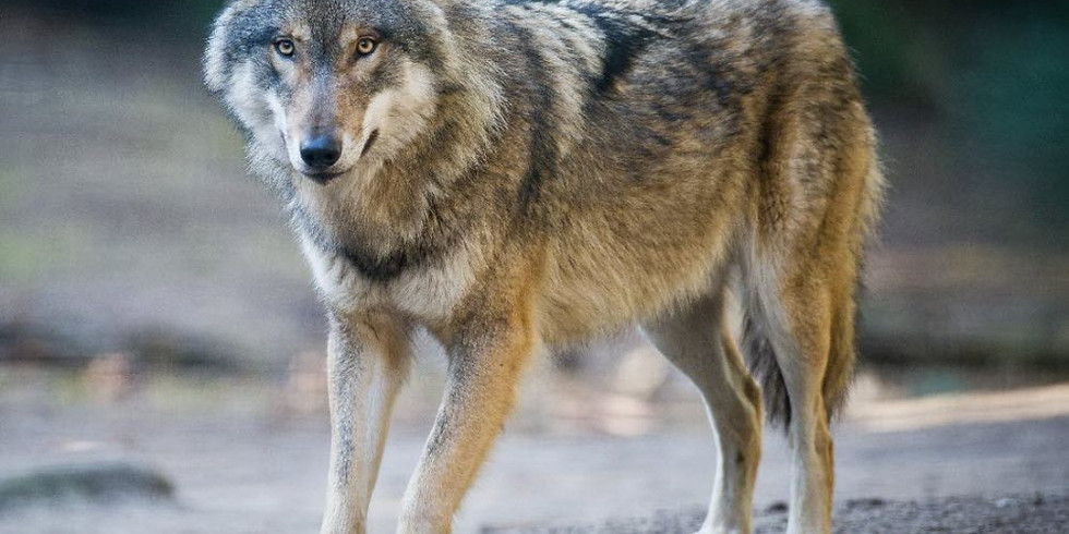 Loup - Cercle de tambour