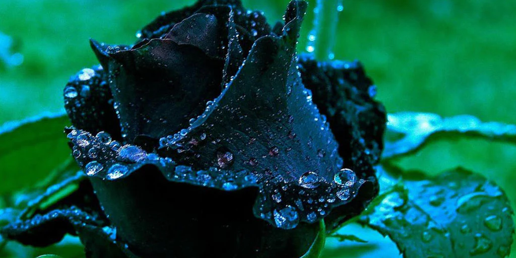 Séance n°1 Médecine de la Rose : la Rose Noire