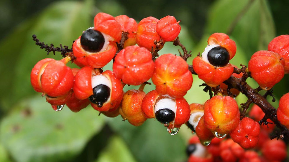 guarana-warana oeil