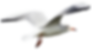 download (11)_edited_edited_edited_edite