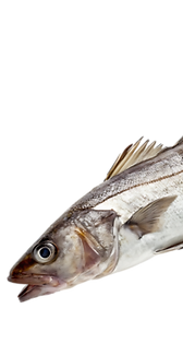 pngtree-haddock-fish-in-transparent-background-a-freshly-caught-whiting-on-studio-png-imag