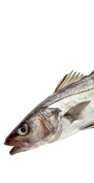 pngtree-haddock-fish-in-transparent-background-a-freshly-caught-whiting-on-studio-png-imag