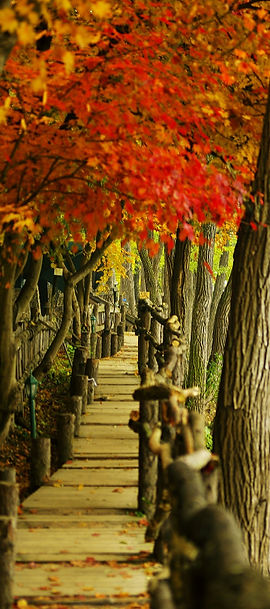 nami-island-766908_1920_edited.jpg
