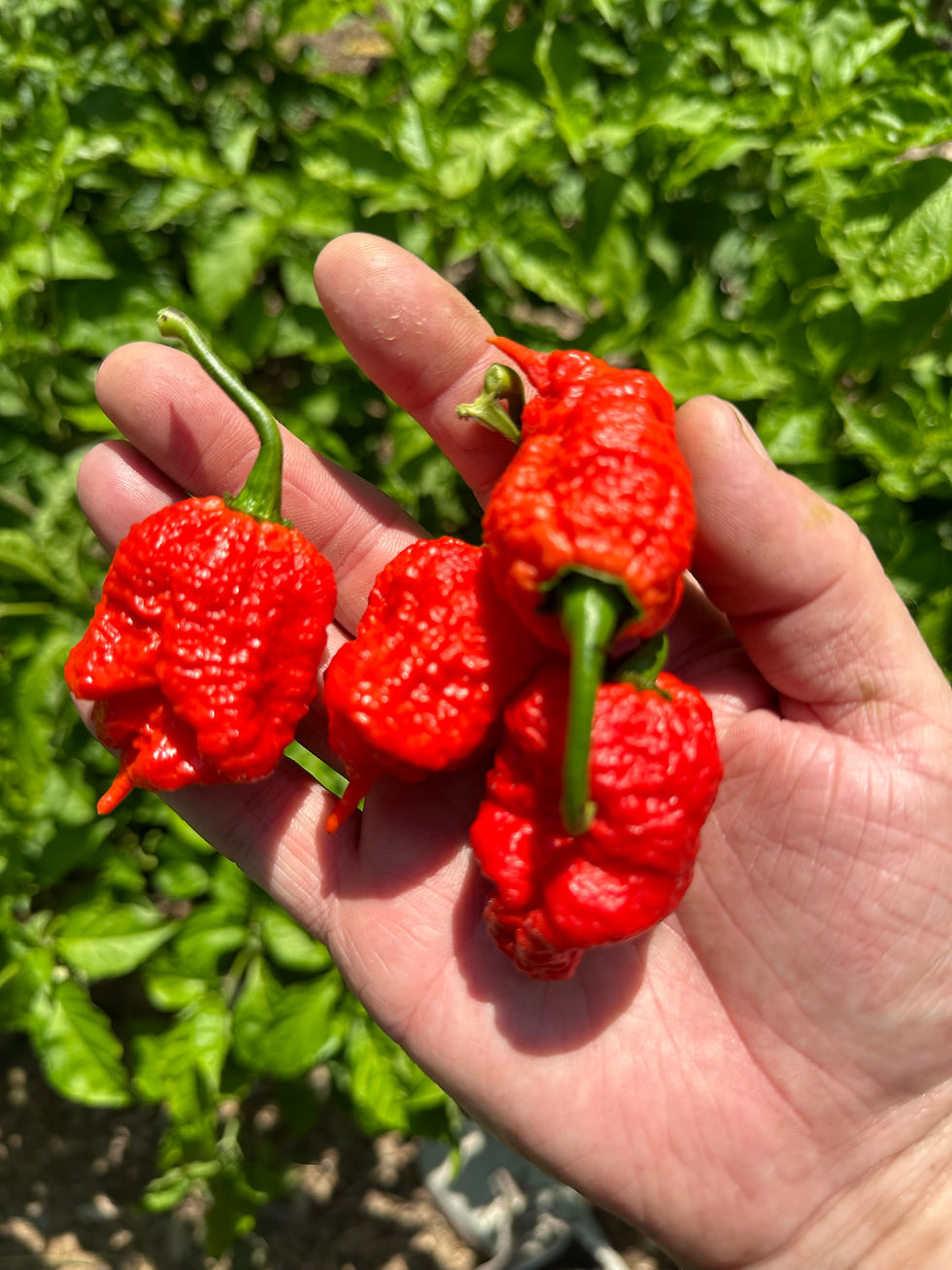 Handful of hot peppers from Powerful Pepper Co