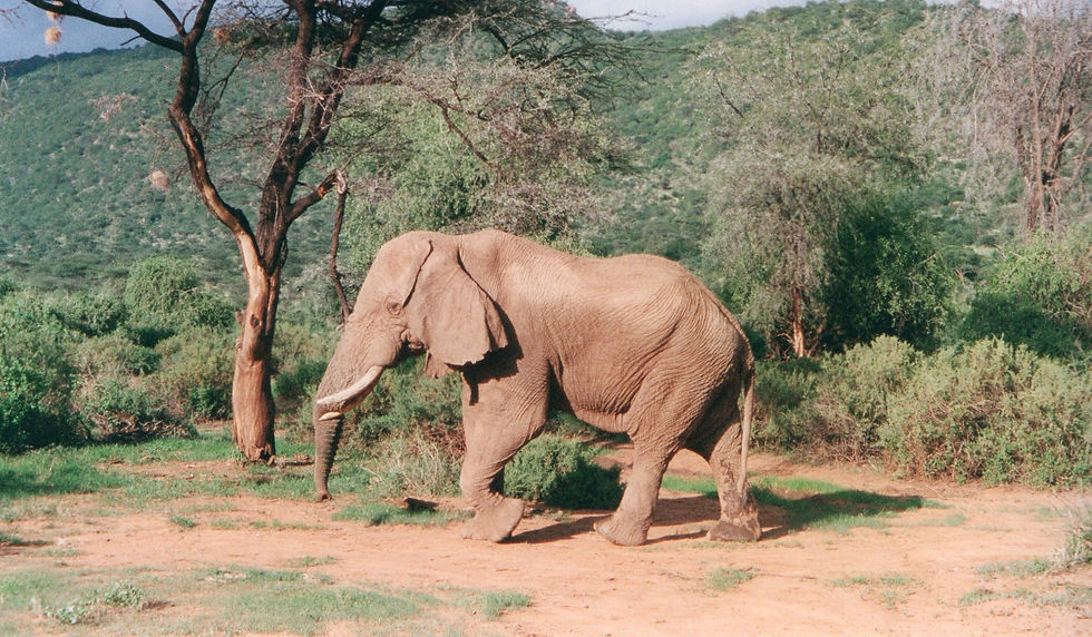 Elefante