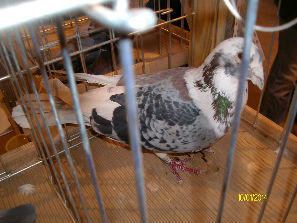 SOSNOWIEC 2014 CIEKAWY OKAZ.JPG