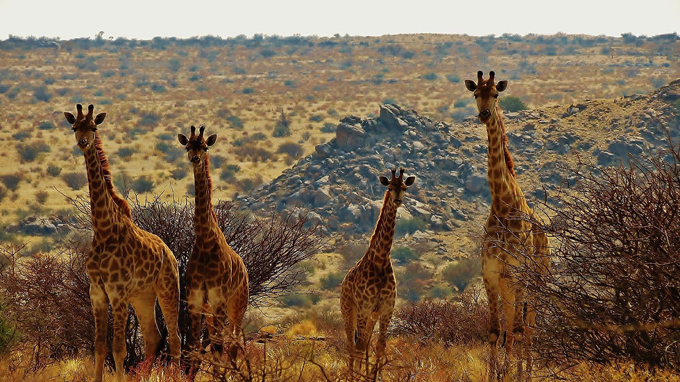 Thumbnail: Tutwa Desert Lodge, Augrabies, Northern Cape