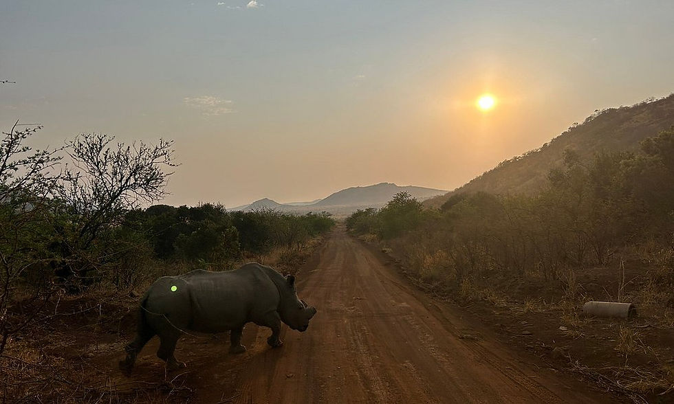 Thumbnail: Ivory Tree Game Lodge, Pilanesberg National Park, North West