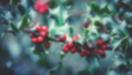 Holly bush