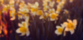 Daffodils
