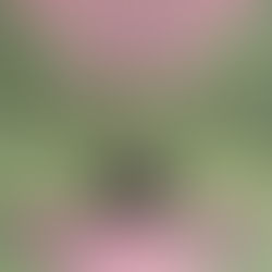 Frank Ocean Ivy Meaning