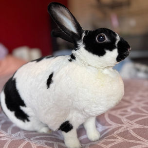 vancouver island rabbit rescue, adoptable rabbits, rex rabbit