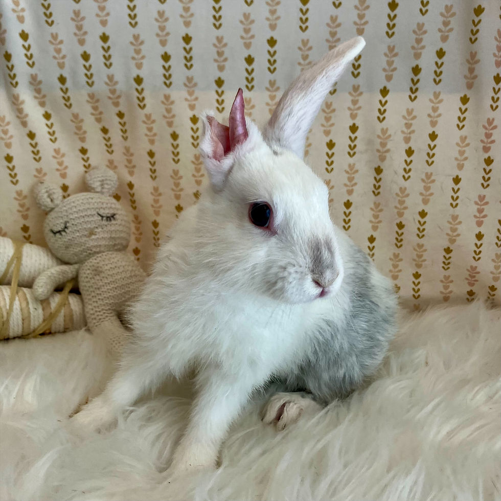 Thumbnail: SPONSOR A BUNNY