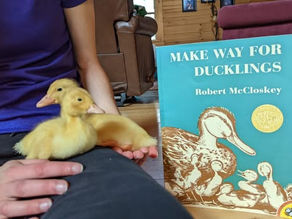MAKE WAY FOR DUCKLINGS