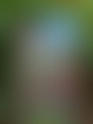 THE LAST GARDEN IN ENGLAND