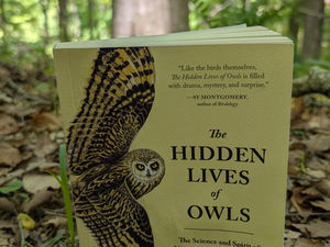 THE HIDDEN LIVES OF OWLS