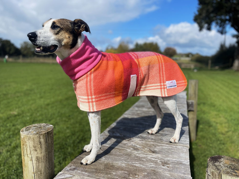 Ruffles Wool Coat - CUSTOM | Ruffles Petwear