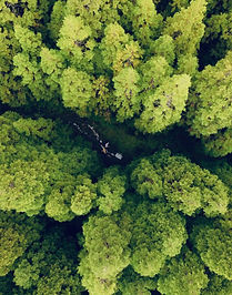 Terceira Forest Trail