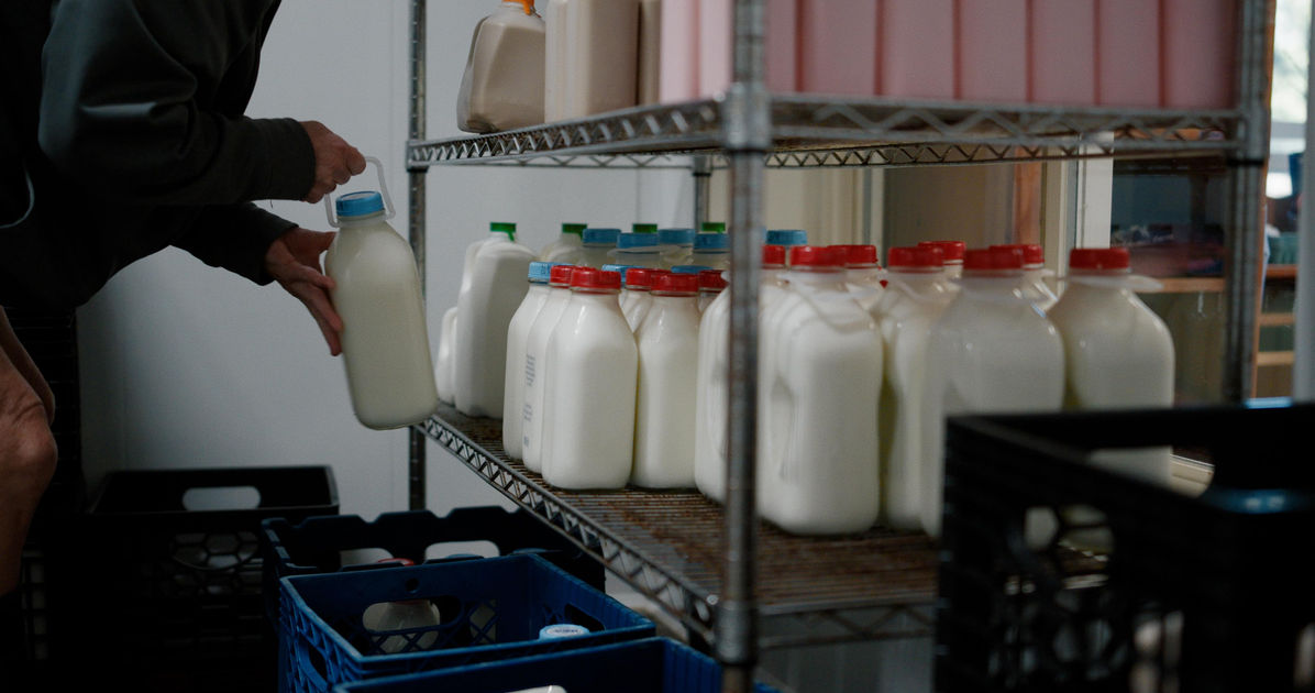 glass milk bottles on metal shelving in cooler
